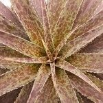 Agave maculata Leaf