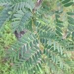 Prosopis africana Folio