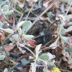 Eriogonum umbellatum Лист