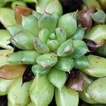 Echeveria agavoides Feuille