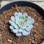 Echeveria minima List