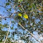 Haematoxylum campechianum Blatt