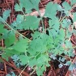 Corydalis flavula Leaf