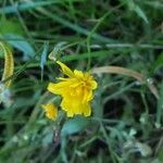 Crepis capillaris 花