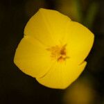 Eschscholzia lobbii Blüte