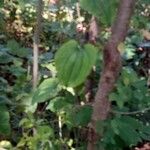 Dioscorea villosa Leaf