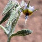 Trichodesma africanum Flower