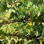 Oenothera parviflora Gyümölcs