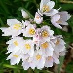 Allium roseum Virág