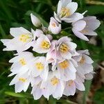 Allium roseum Flower