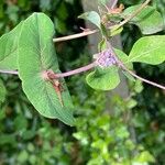 Lonicera etrusca Φύλλο