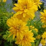 Rudbeckia laciniata Flower