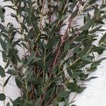 Eucalyptus parvula Лист