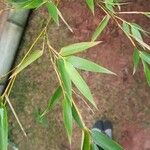 Phyllostachys aurea Hoja