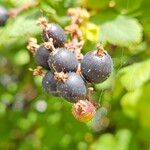 Ribes nigrum Fruit