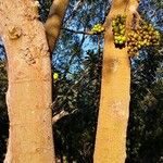 Ficus hispida Bark