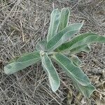 Asclepias eriocarpa Alkat (teljes növény)