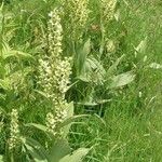 Veratrum album Frunză