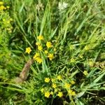 Bupleurum alpigenum 花