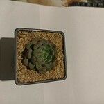 Echeveria minima List