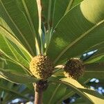 Breonadia salicina Fruit