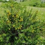 Berberis vulgarisFlors