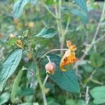 Impatiens capensis Blüte