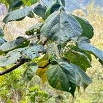 Dombeya pilosa 葉