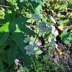 Parthenium integrifolium Çiçek