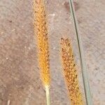 Setaria sphacelata Fiore