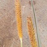 Setaria sphacelata Blodyn