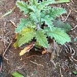 Scrophularia scorodonia Leaf