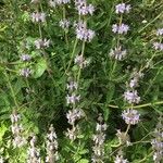 Salvia mellifera Συνήθη χαρακτηριστικά