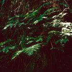 Culcita macrocarpa 形態