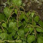 Urtica morifolia Autre