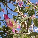 Ceiba speciosaFlower