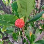 Fagraea berteroana Plod