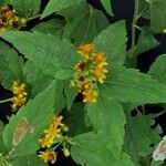 Calea urticifolia autre