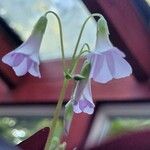 Oxalis triangularis A. St.-Hil. Blomst