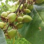 Paulownia tomentosaMeyve