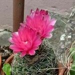 Gymnocalycium baldianum ശീലം