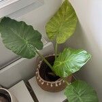 Alocasia odora Leht