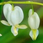 Lamprocapnos spectabilis Flower