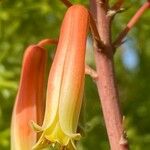 Aloe ciliaris Blomst