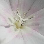 Convolvulus betonicifolius Квітка