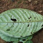 Psychotria globosa Leaf