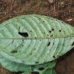 Psychotria globosa Hoja