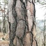 Pinus echinata Corteza