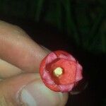 Brachychiton acerifolius Квітка