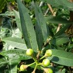 Syzygium jambos Frunză